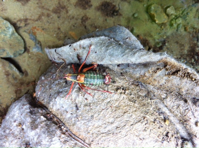 Barbitistes alpinus e Barbitistes cfr. serricauda (Phaneropteridae)